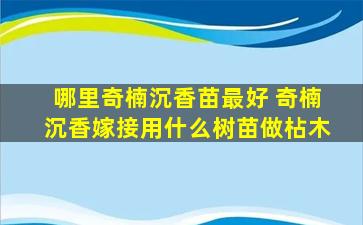 哪里奇楠沉香苗最好 奇楠沉香嫁接用什么树苗做枮木